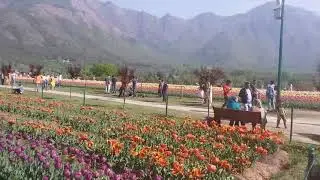 Kashmir News Trust....Tulip Garden Kashmir