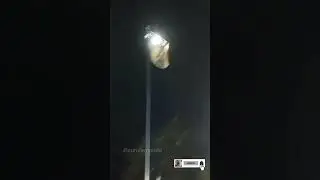 hasteamento da bandeira de São Miguel e queima de fogos no jubileu do peixe 2024