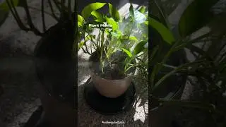 Indoor Pathos Plant care | 🖤🌱🪴 
