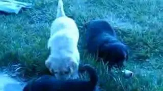 oscar and friends