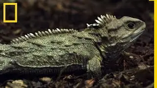 L'extraordinaire faune néo-zélandaise