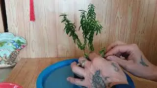 Как создать бонсай из мирта с самого начала? How to create bonsai from myrtle