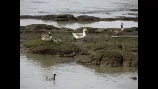 Canada Geese and Greylag Bodyguard
