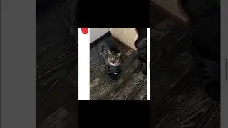 смешной осел метанол 