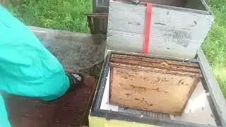 привёз пчеломаток из НИИ пчеловодства. результат подсадки.