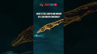 🐊 What is the length and weight of a saltwater crocodile?