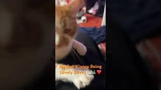 Klancy Being lovey and cuddly! ❤️🐈 #shorts #cats #cat #catshorts #catlover #gingercat #viral￼