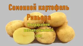 Картофель Семенной Элита