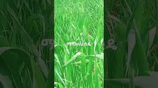 #shortvideo