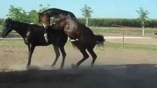 Horse Mating Close Up ~ Check Your Horses Before Mating