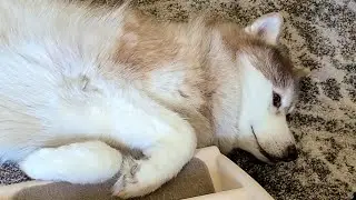 Lazy Huskies #shorts