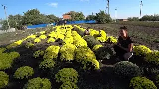 Самые красивые многолетние Цветы для сада \ Самые неприхотливые  и красивые многолетники