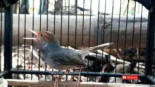 PRENJAK NARUNG SPION