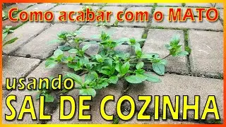 COMO ACABAR COM MATO USANDO SAL DE COZINHA? [VANTAGENS E DESVANTAGENS]