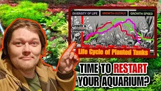 The Life Cycle of A Planted Tank & Knowing When it Will PEAK & WHEN TO RESET Your Nature Aquarium.