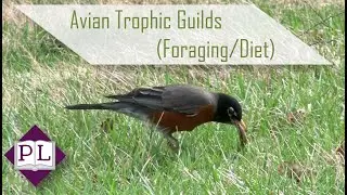 Avian Trophic Guilds: Bird Foraging Guilds by Diet - Polymath Library