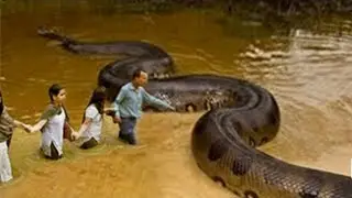 Olha a Cobra gigante - 