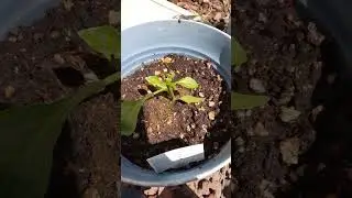 Quick seedling check 🌱 #gardening