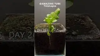 Growing EggPlant Time Lapse