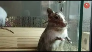 ХОМЯЧКИ .