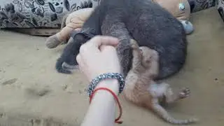 Котёнок сосёт сиську в странной позе