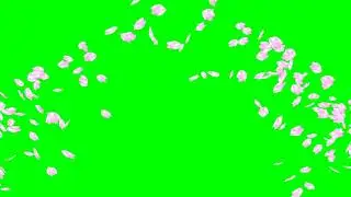 Cherry Blossom Petals Confetti No.11 HD Animation - green screen effect & overlay