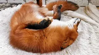 Alf the Fox doesn't want to leave his bed