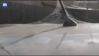 Video: Woman finds her car covered in HUNDREDS of tiny spiders