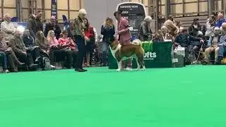 CRUFTS 2026  American akita males