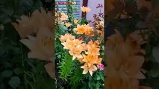 Мои любимые лилии...😘👍