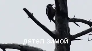 Дятел стучит по дереву, видео rybachil.ru