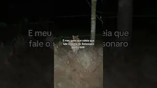 Ai Bolsonaro #humor #brasil  #humorbrasileiro #viralvideo #gatos #gatosengraçados #paravoce #brazil
