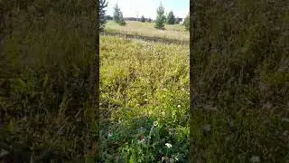 shorts#лето#Чи-ли#На ромашковом поле#