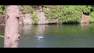 Loon Call Brawl