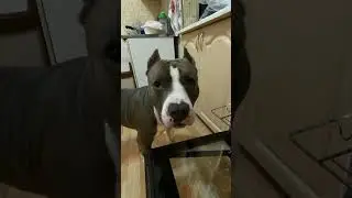 Амстафф Локи 2 года | Пожрать Мы Любим | Стаффорд | Amstaff | Staffy