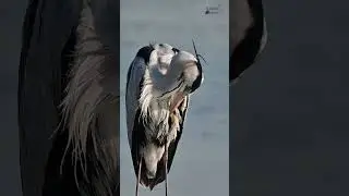Silent Hunter - Grey Heron #youtubeshorts #shorts #herons #pvrmurtyscaptures  #birdphotography
