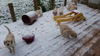 Щенкам ретривера 52 дня.Первый снег/Golden puppies 52 days. First snow