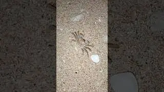 Crablet #crab #crawling #crabby #seacreatures #seacreature #nature #highlights #fypシ゚viral #youtube