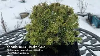 Kanada kuusk - Jalako Gold 4K