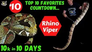 Rhino Viper: Nature's Most Unbelievable Snake