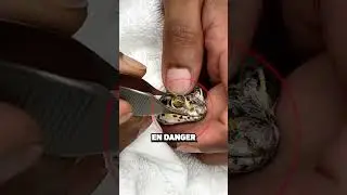 Never Peel a Gecko's Skin! 🦎😨