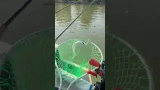American Shad fishing Sacramento River