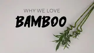 Why we love bamboo