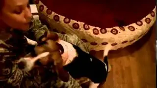 A little beagle welcomes her mom back from Iraq