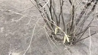 Реакция лещины на тёплую погоду.