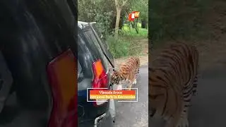 Tiger Attack | Scary! Tiger Pulls SUV Full Of Tourists! | OTV News
