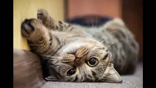 Meme music played over pictures of cute cats I found on google