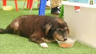 puppy eating