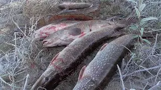 Ловили Налима и Начался Осенний Жор Щуки На Живца, На Летние Жерлицы-Закидуши.