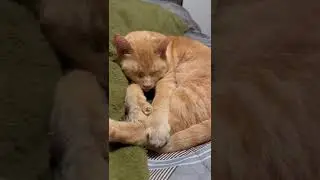 Orange Cat REACTS to being woken up